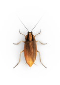 German Roaches​