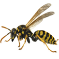 Wasps/Yellow Jackets