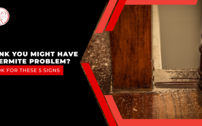 Think You Might Have A Termite Problem? Look For These 5 Signs
