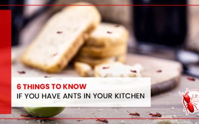 6 Things To Know If You Have Ants In Your Kitchen