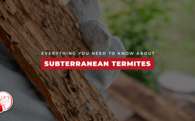 Everything You Need To Know About Subterranean Termites in Polk County